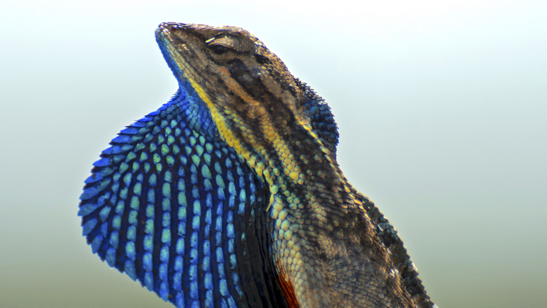 Which colours do you choose? A study on why the superb fan throated lizard (Sarada superba) is so colourful